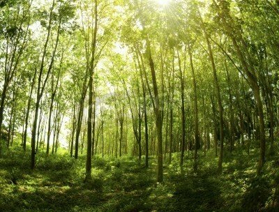 Fototapete Schlanke Bäume im Dschungel