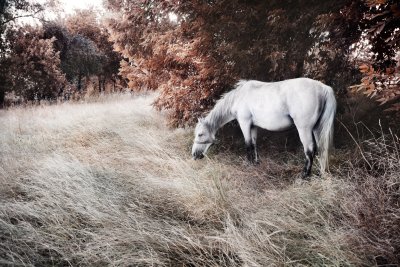 Fototapete Herbstlandschaft mit einem pferd