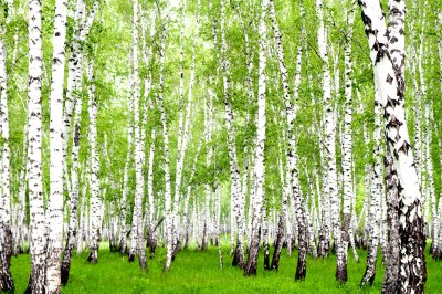 Fototapete Birken in gesättigten Farben