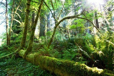 Fototapete Grünbäume im Dschungel