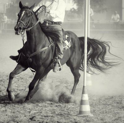 Fototapete Hengst mit einem rodeoreiter