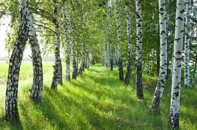 Fototapete Im Feld gepflanzte Birken
