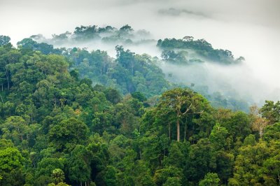 Fototapete Dschungel im dichten Nebel