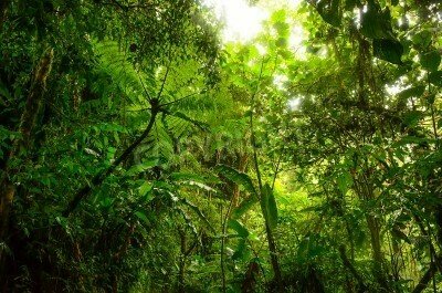Fototapete Blick auf den Dschungel