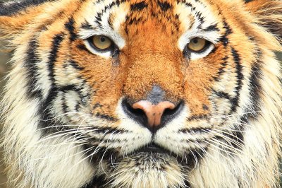 Fototapete Porträt eines wilden tigers