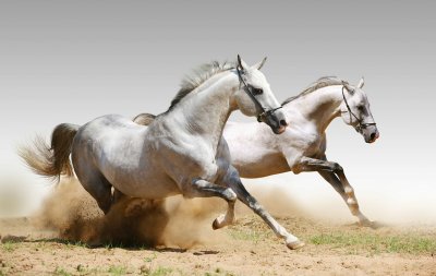 Fototapete Rennpferde