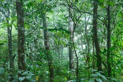 Fototapete Tropischer Dschungel nach Regen