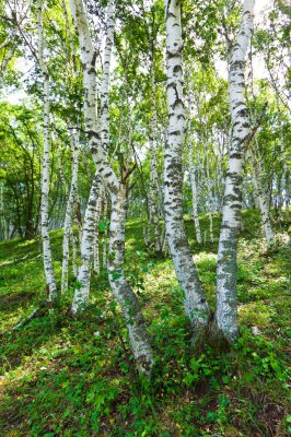 Fototapete Birken im chinesischen Wald