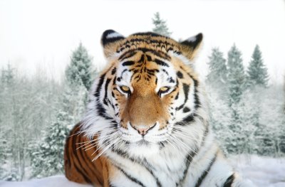 Fototapete Winterlandschaft mit tiger