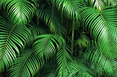 Fototapete Palmenblätter im Dschungel