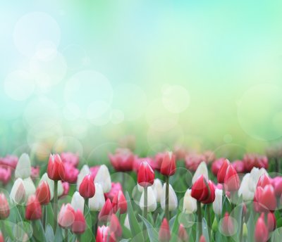 Sticker Weiße und rote Tulpen