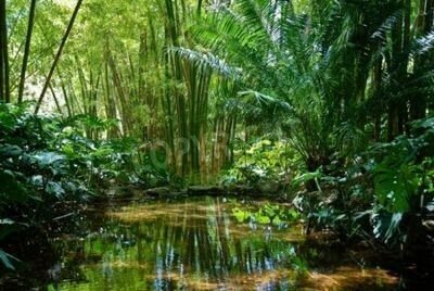 Fototapete Feuchtgebiete des Dschungels