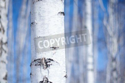 Fototapete Nahaufnahme von Rinde der Birke