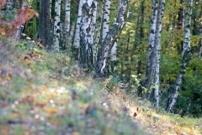 Fototapete Gras und Birken