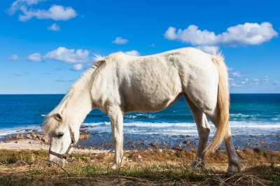 Fototapete Pferd mit strand im hintergrund