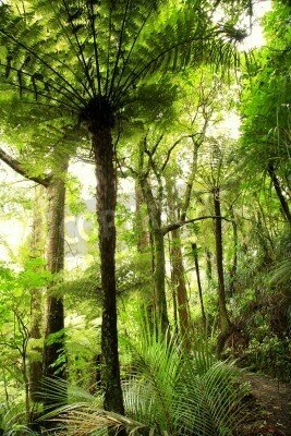 Fototapete Palmen im tropischen Dschungel