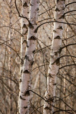 Fototapete Birken Winterzeit