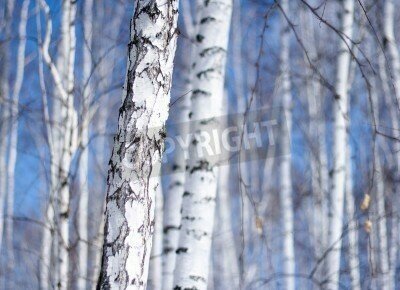 Fototapete Blattlose Birken