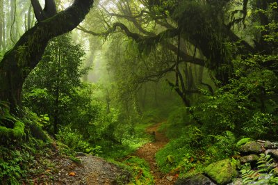 Fototapete Tropen und dichte Vegetation