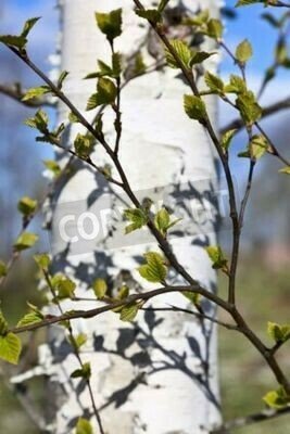 Fototapete Birkenzweige