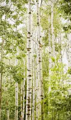 Fototapete Heller Wald mit Birken
