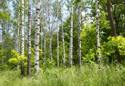 Fototapete Birken grünes Gras