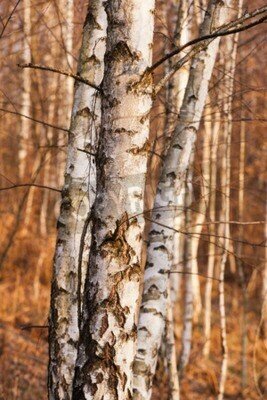 Fototapete Herbstliche Birkenstümpfe