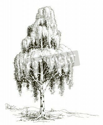 Fototapete Skizze der Birke