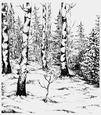 Fototapete Schwarz-weiße Grafik mit Birken