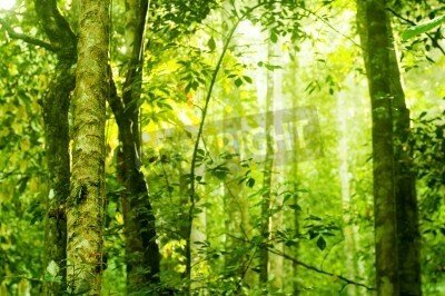 Fototapete Dschungel am Morgen