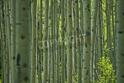 Fototapete Birken in Colorado