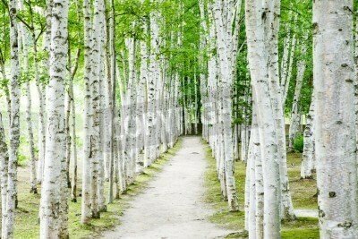 Fototapete Weißer Weg an Birken