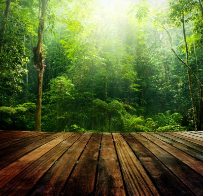 Fototapete Holzsteg im Dschungel