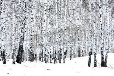 Fototapete Wald mit Birken im Winter