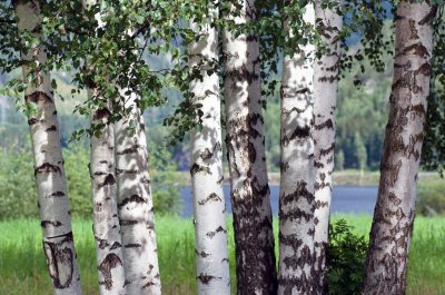 Fototapete Birken am Wasser