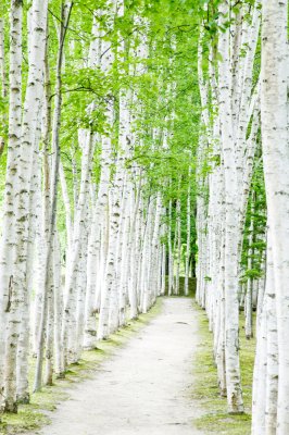 Fototapete Pfad mit Birken