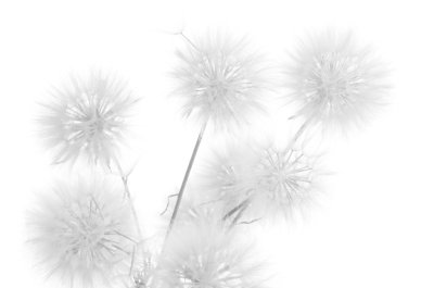 Fototapete Pusteblumen in einer minimalistischen Komposition