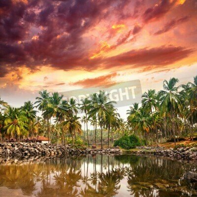 Fototapete Rosa Himmel über Tropen