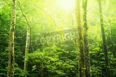 Fototapete Dschungel voller Sonne und Palmen