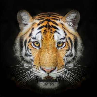 Fototapete Porträt eines tieres auf schwarzem hintergrund