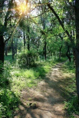 Fototapete Spaziergang inmitten von Birken