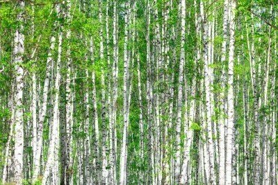 Fototapete Mai-Birkenwald