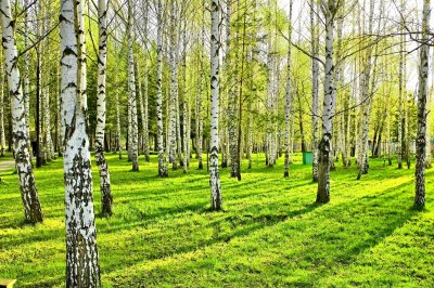 Fototapete Birken und Schatten