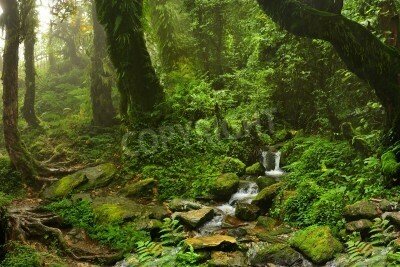 Fototapete Kleiner Bach im Dschungel