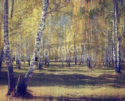 Fototapete Retro Birkenwald