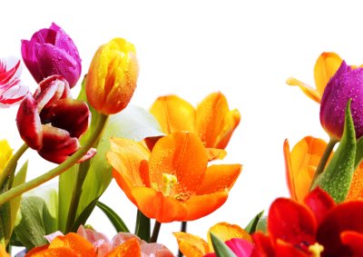 Fototapete Bunte Tulpen