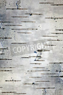 Fototapete Birkenstruktur