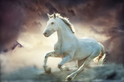 Fototapete Weißes pferd im nebel