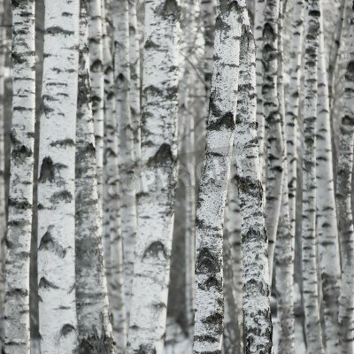 Fototapete Stämme von Birken aus nächster Nähe