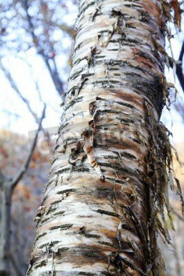 Fototapete Abgerissene Birke